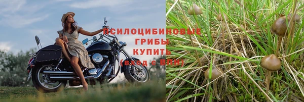 индика Новозыбков